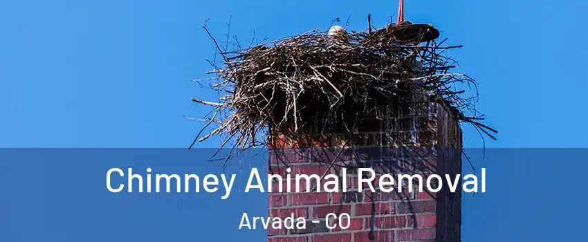 Chimney Animal Removal Arvada - CO